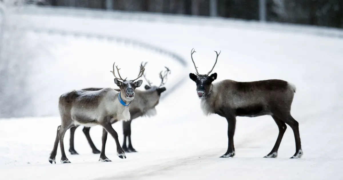 Järgmine häda Rootsi ralliga: saamide aladel tapeti kolm põhjapõtra