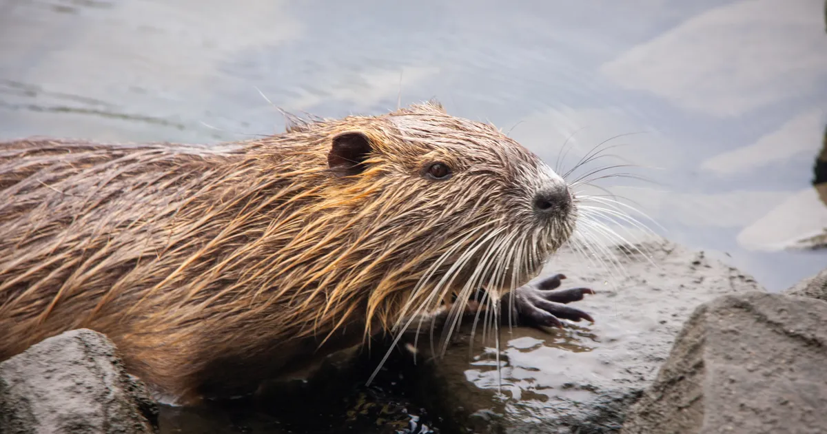 Nutikad koprad aitasid Tšehhi valitsusel kokku hoida hiiglasliku rahasumma