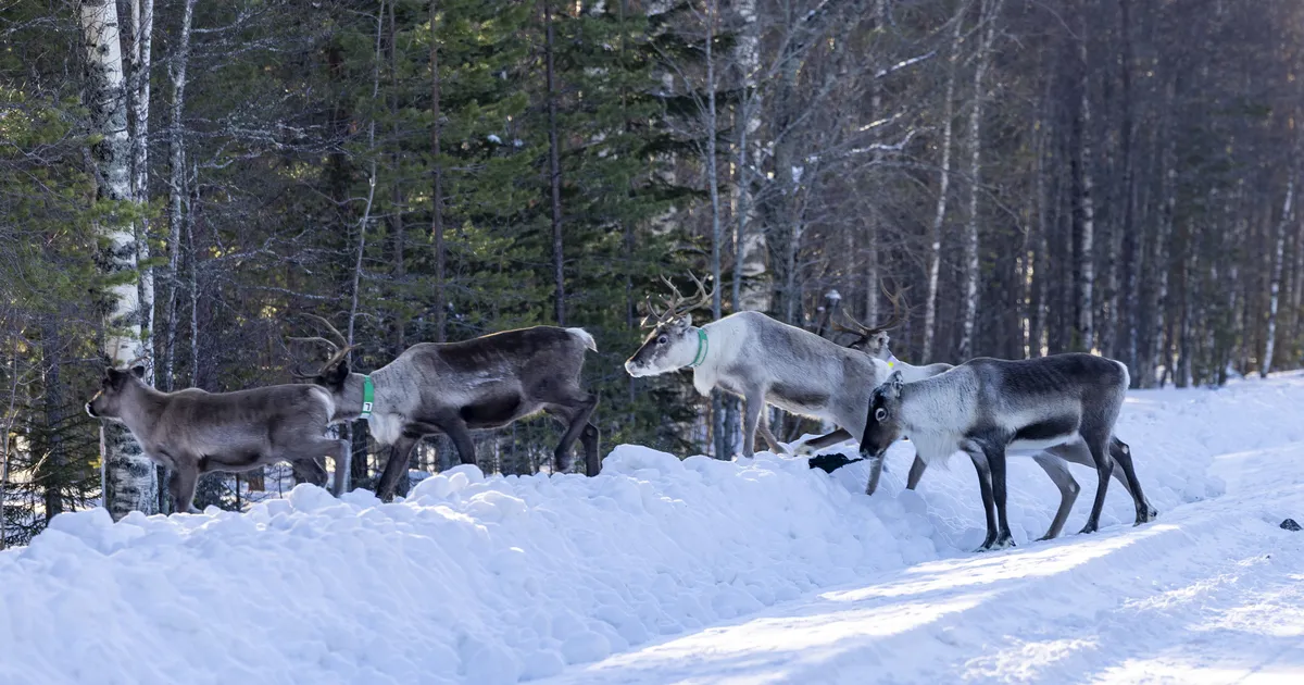 WRC-autod vs. põhjapõdrad – kummad jäävad peale?