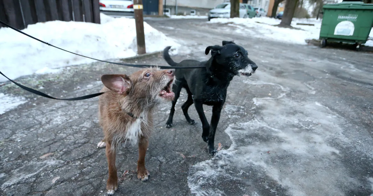 Hooletuid koeraomanikke ohjeldav eelnõu läbis esimese lugemise