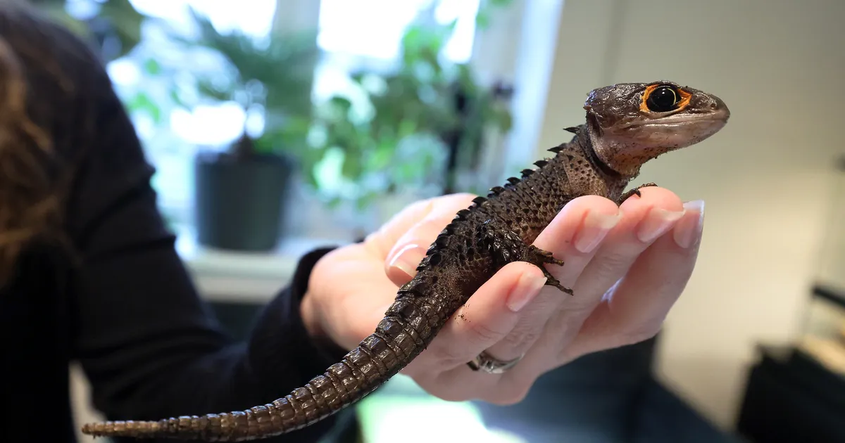 Kuidas tuleks reguleerida eksootiliste lemmikloomade pidamist?