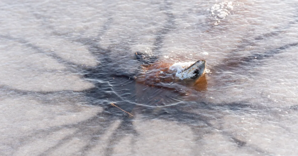 JAHMATAVAD FOTOD ⟩ Tartlane leidis Emajõe lähedalt midagi väga ootamatut