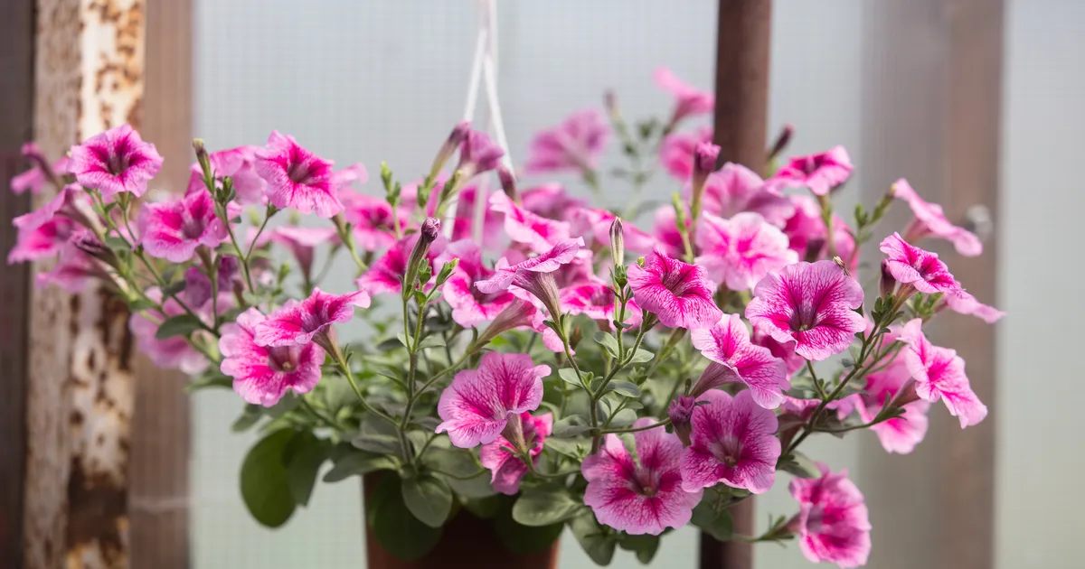 Milliste taimede seemned tuleks veebruaris mulda pista?