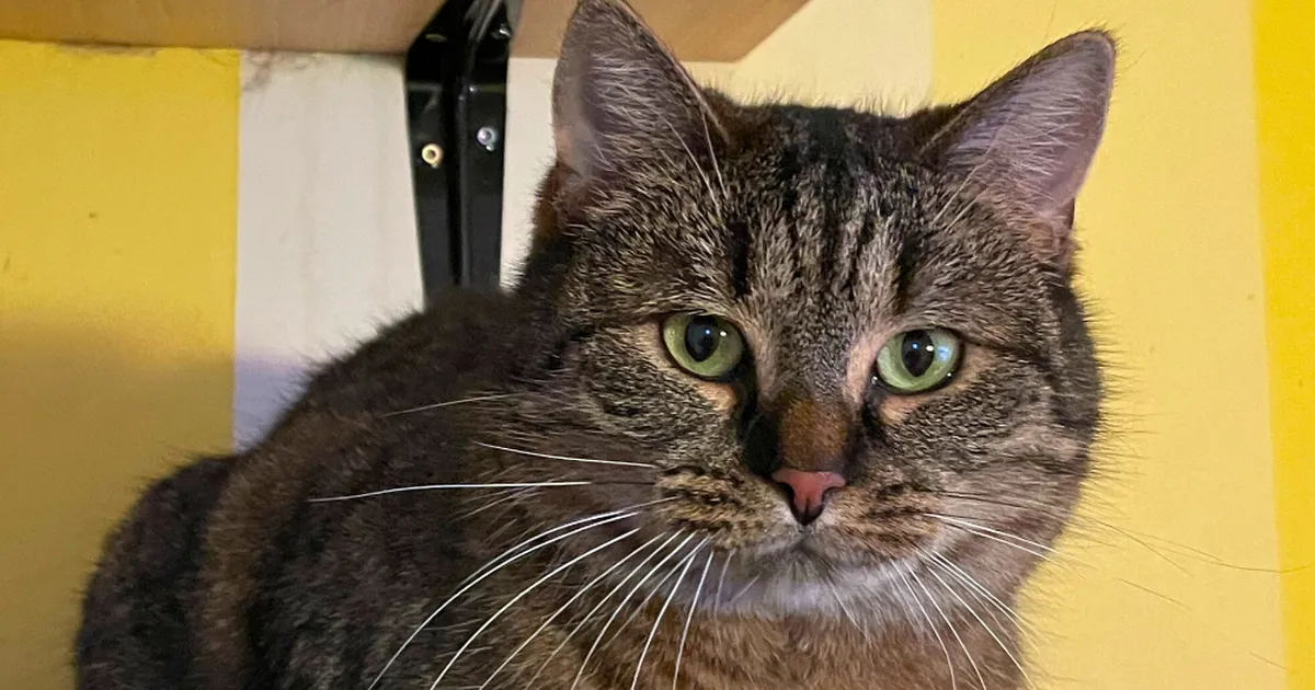 TÕELINE VEDAMINE ⟩ 3 aastat varjupaigas veetnud kass leidis lõpuks oma inimese