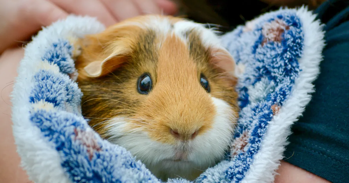 TASUB TEADA ⟩ Nende loomade pidamisega jäävad eestlased kõige sagedamini hätta