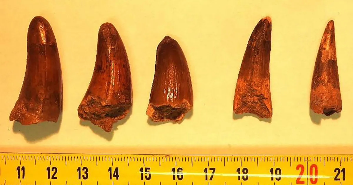 Prantsusmaa võttis vahele dinosaurusehammaste smugeldajad