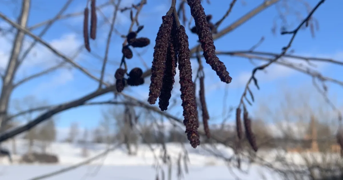 LOODUSKALENDER ⟩ Päevad on veninud kevadiselt pikaks, kuid talv ei anna veel alla
