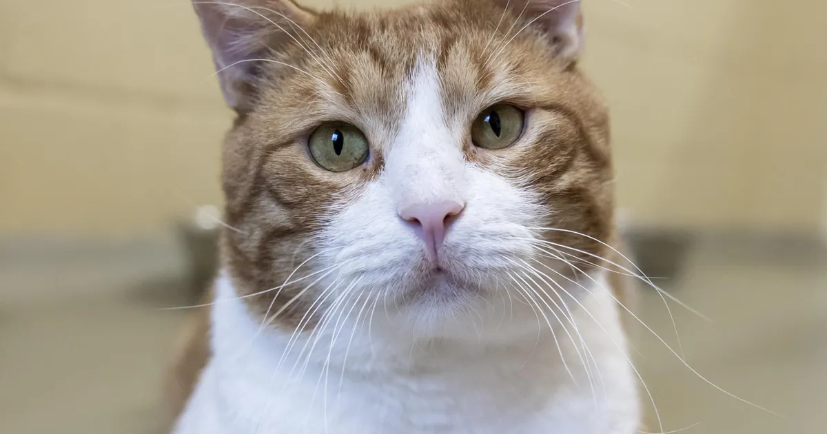 Koduotsija ⟩ Muhe Juku ootab oma isiklikku paitajat