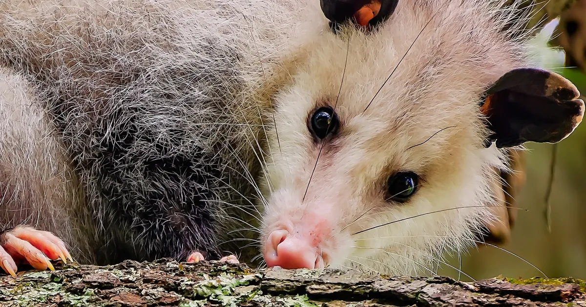 KOOGIBANDIIT ⟩ Opossumi magus seiklus lõppes haiglas