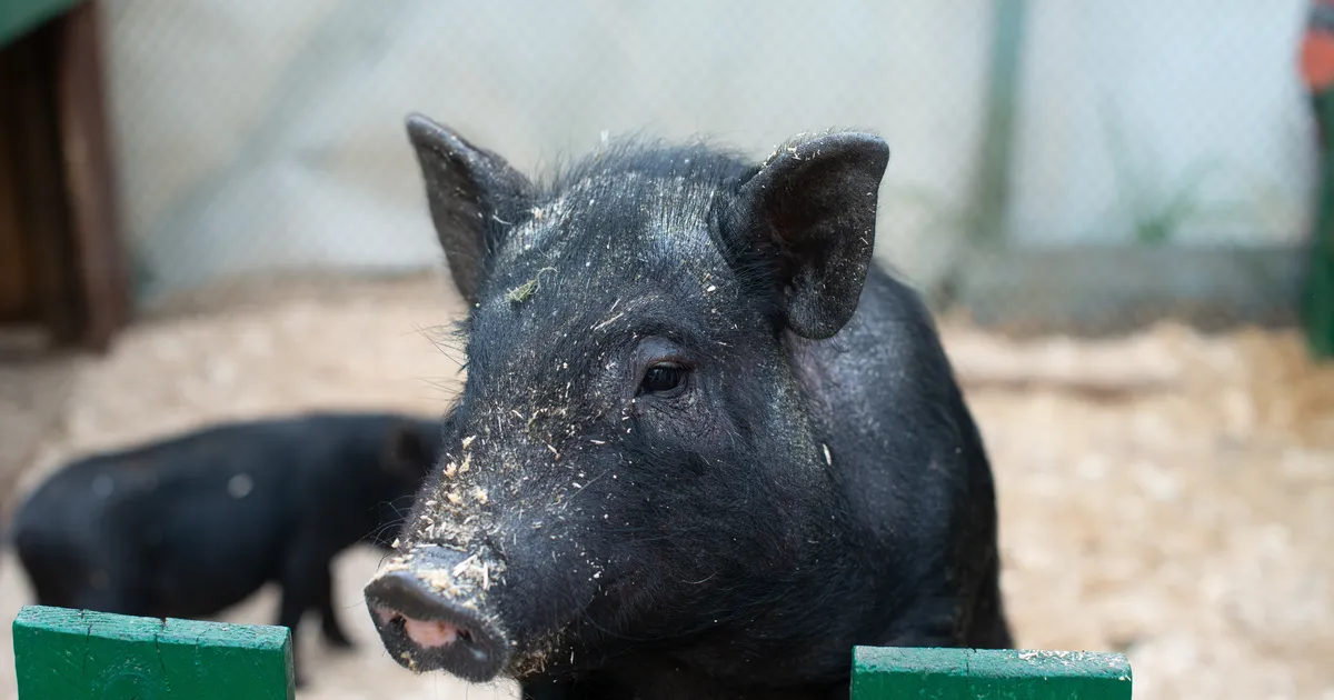 Neerud on juba kasutuses: teadlased tahavad nüüd sea hambaid inimestele siirdada