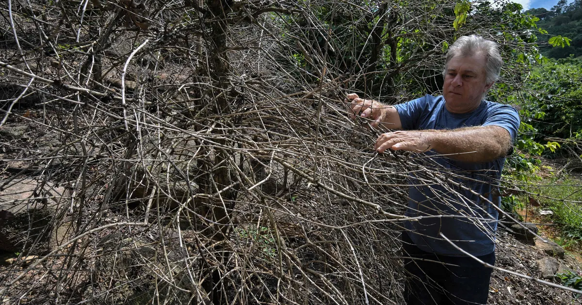 Kohv võib kõvasti kallineda