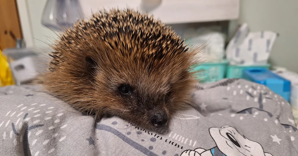 Võikad vigastused: 78 siili pääses mullu napilt surmasuust