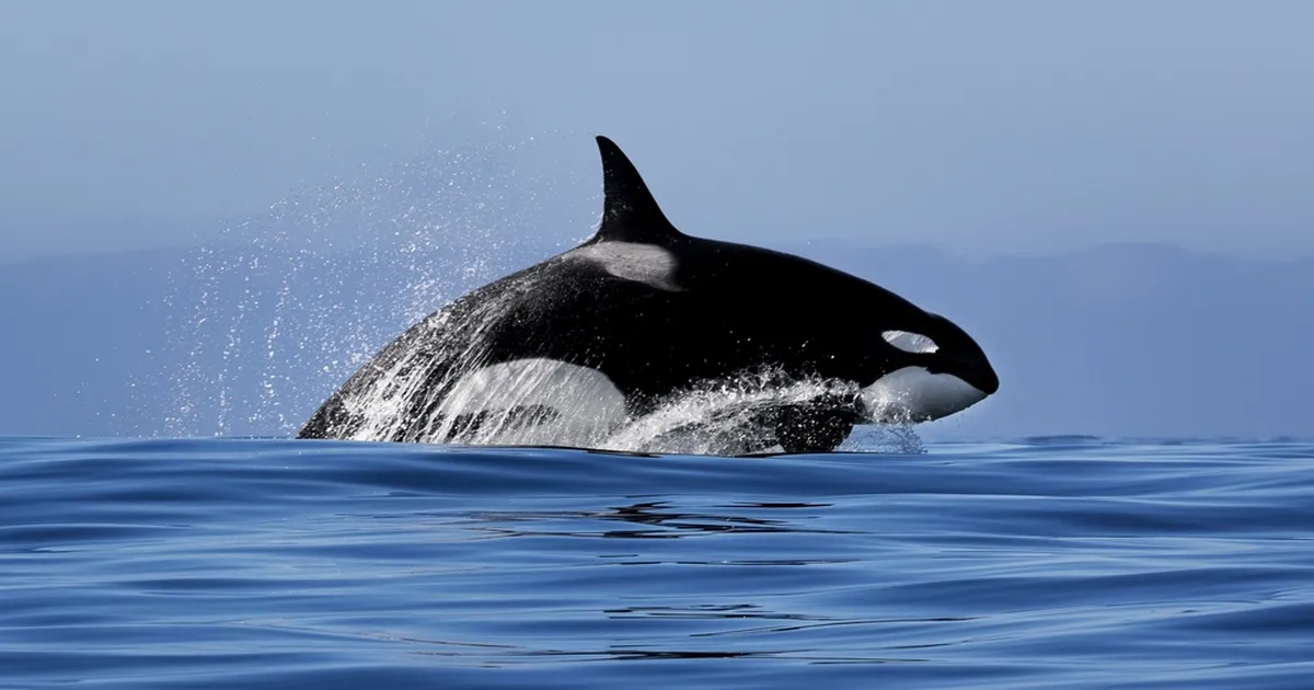 KASVAV OHT ⟩ Mõõkvaalad ründavad järjest rohkem paate ja inimesi – miks küll?