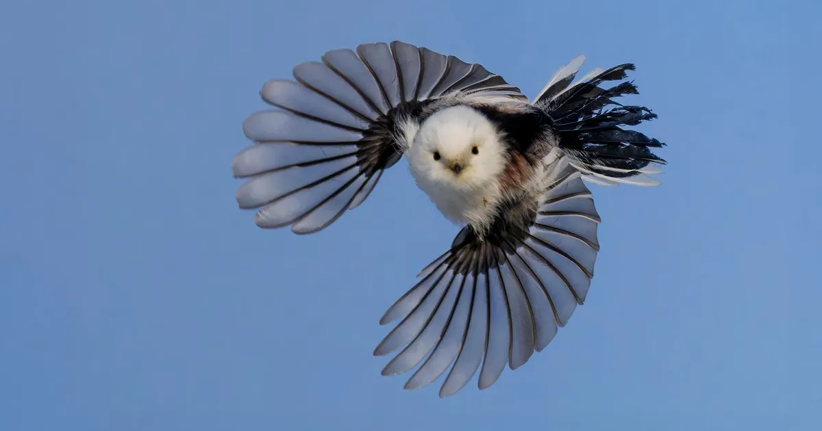 LOODUSFOTO ⟩ Sabatihased on koostööaltid linnud