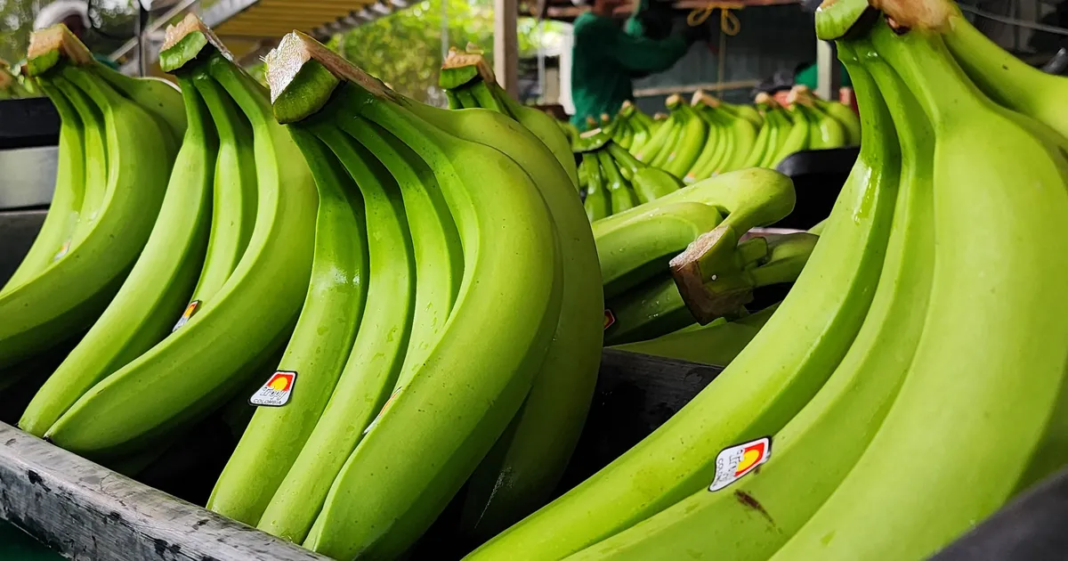 VIDEO ⟩ Ameerika supermarketi banaanikastist leiti Ecuadorist pärit mürgine külaline