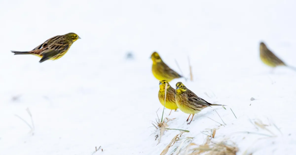 Loodusvaatlus ⟩ Kollased varblased kui sidrunid puul