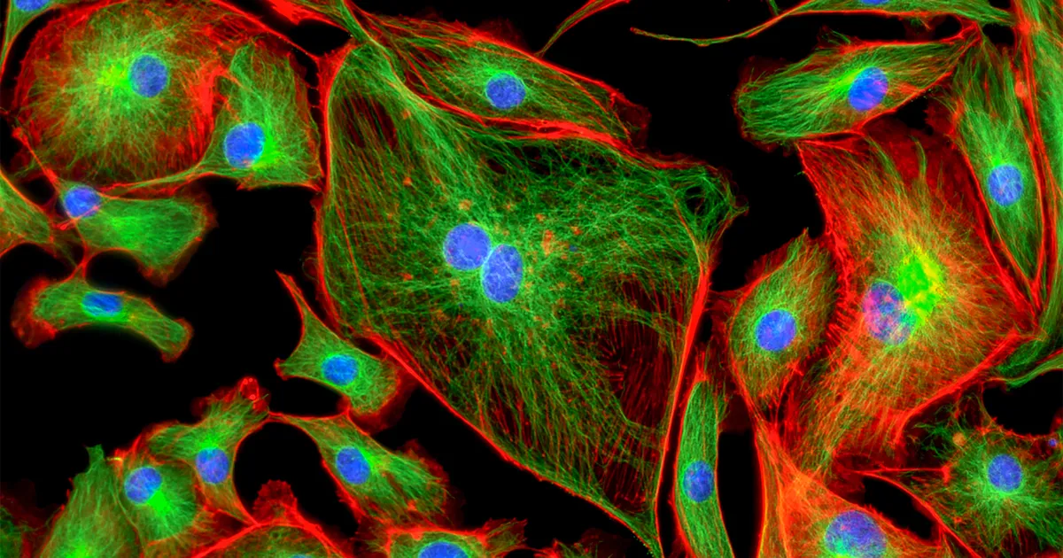 NEW SCIENTIST ⟩ Rakkude jõujaamad hoiavad ajutöö reipana