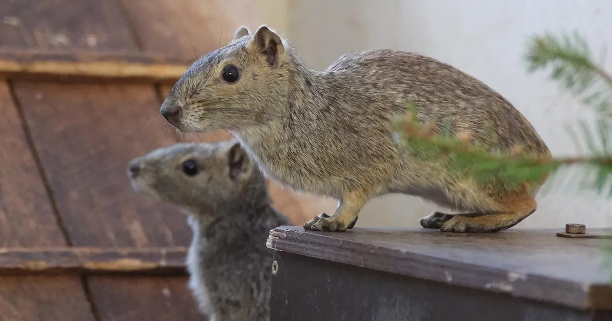 Tallinna loomaaed plaanib ühe eksootilise liigi näitamisest loobuda