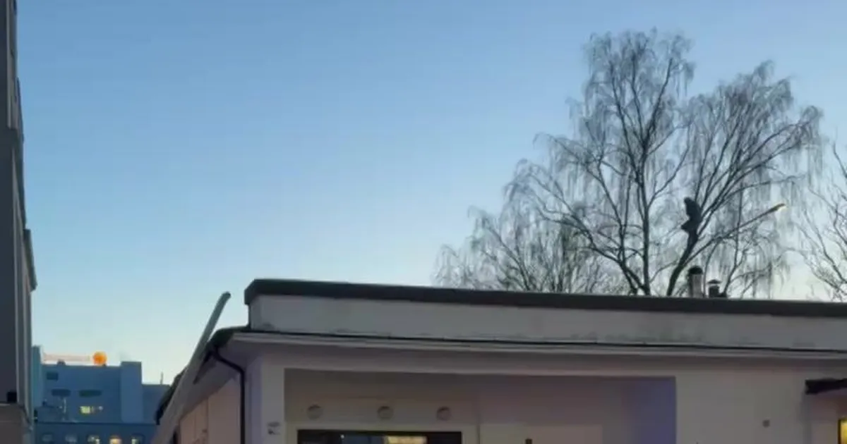 EKSKLUSIIVNE VIDEO KOHAPEALT ⟩ Tallinnas toimus liiklusõnnetus, puu otsa põgenenud autojuhti pole siiani alla saadud