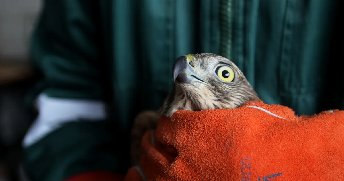 Eestis tuvastati esmakordselt Lääne-Niiluse viirus