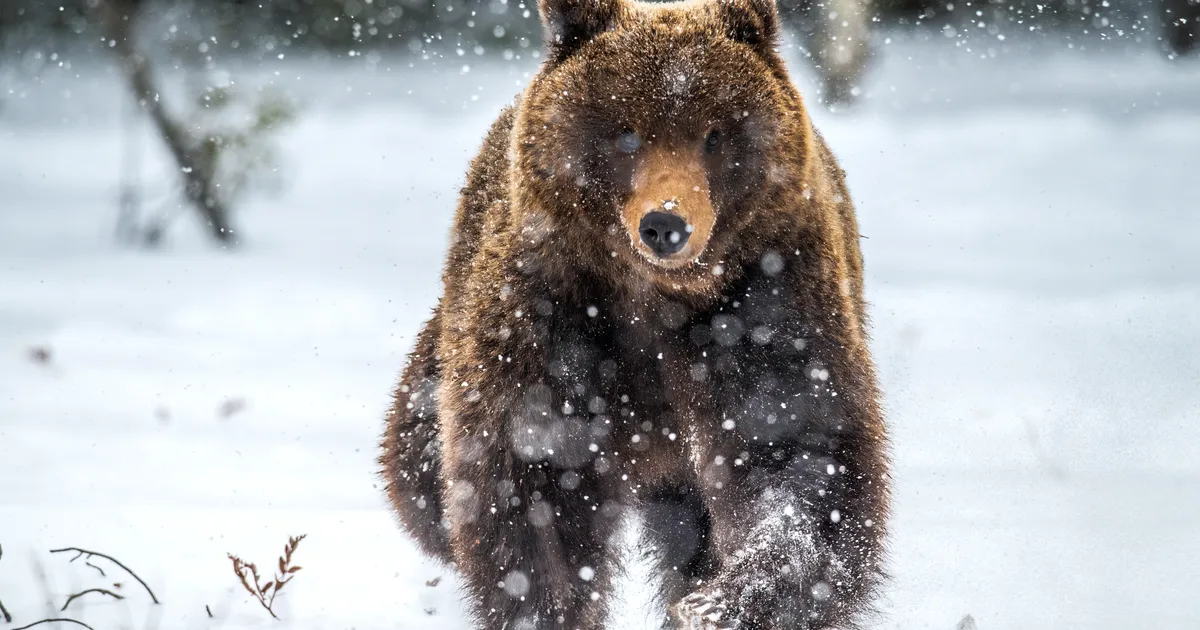 Lastega perekond sattus karu rünnaku alla: see, mis edasi juhtus, üllatas kõiki