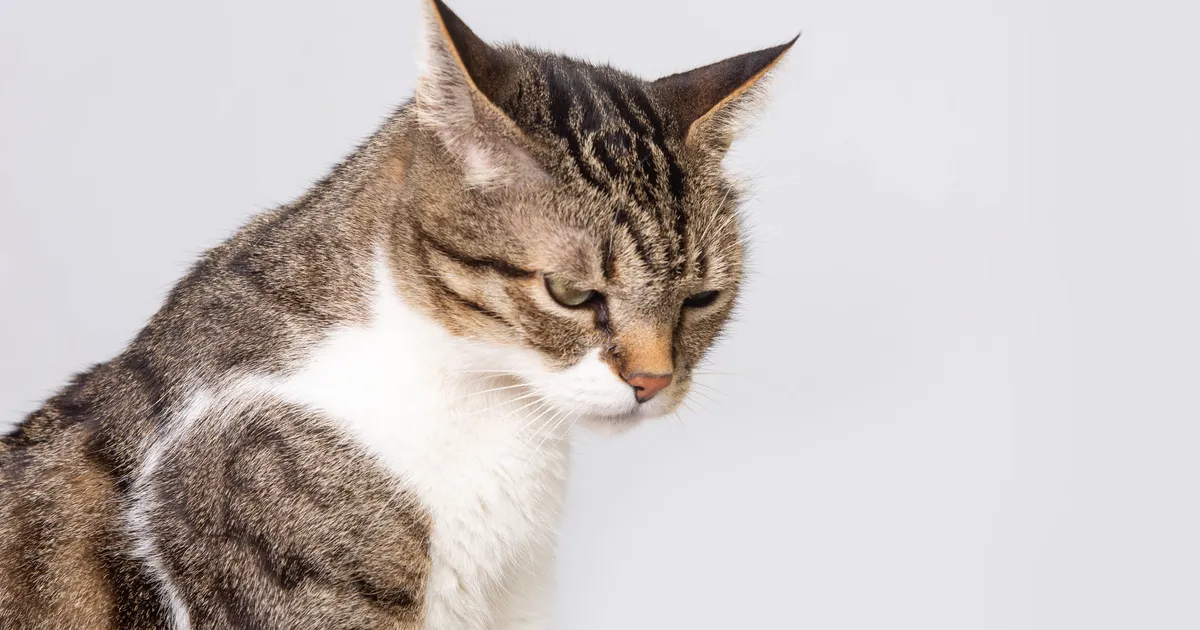 ÄRA KÄPI ⟩ Kui kass teeb seda liigutust, siis hoia temast eemale