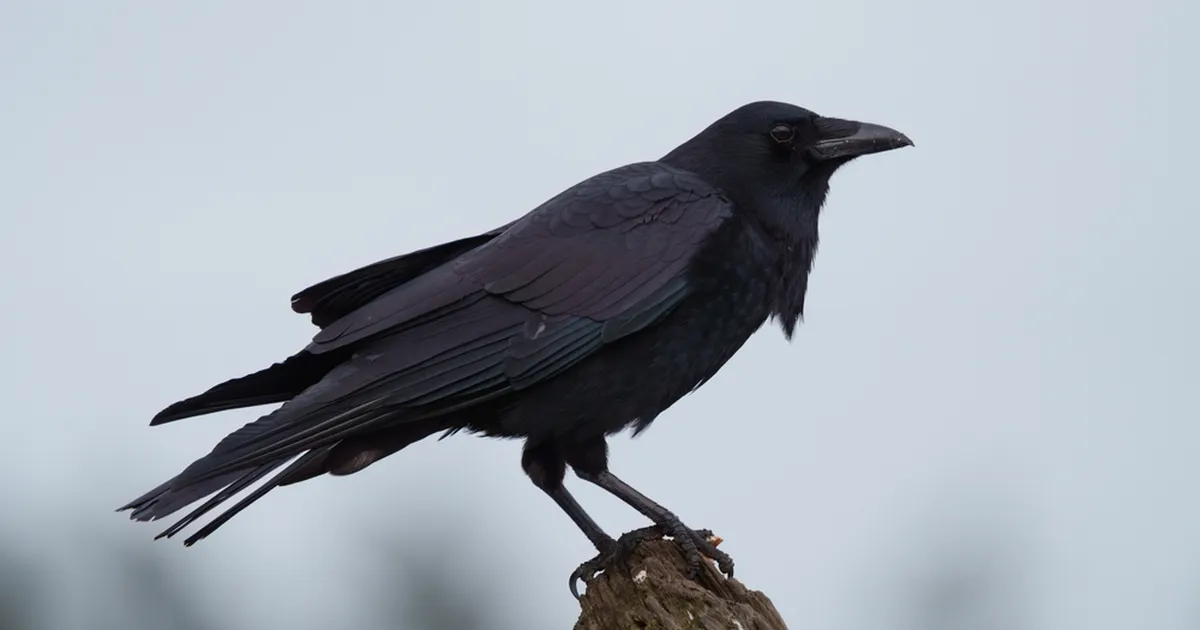 TESTI END ⟩ Kas leiad pildilt üles varese? Väidetavalt vaid viis protsenti inimestest suudab seda