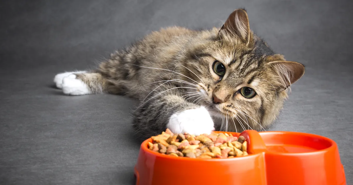 Loomaarst vastab: miks kass toidu välja oksendab?