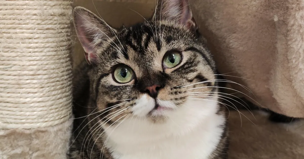 Koduotsija ⟩ Mänguhimuline Nete ootab kodu