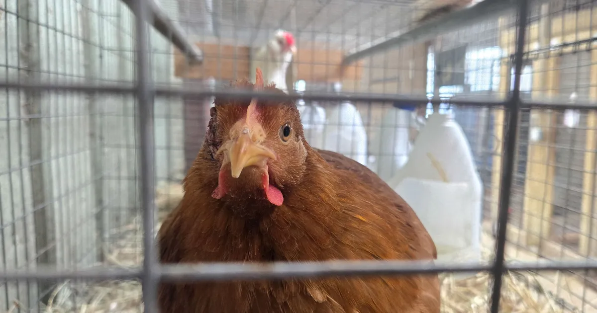 Munakriis: USA tarbijad ostavad kanu ja otsivad alternatiive Türgist