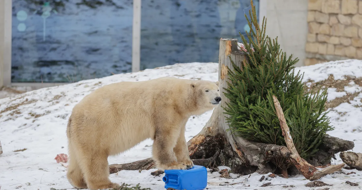 GALERII ⟩ Loomaaias on tähelepanu keskpunktis jääkarud
