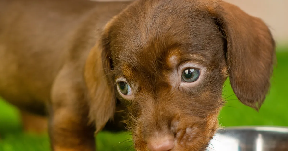 Loomaarst vastab: miks üheaastane küüliktaks tahab piima ja mett?