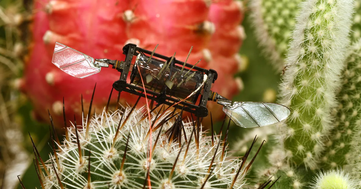 Teadlased said valmis «putukroboti», mis püsib õhus uskumatult kaua