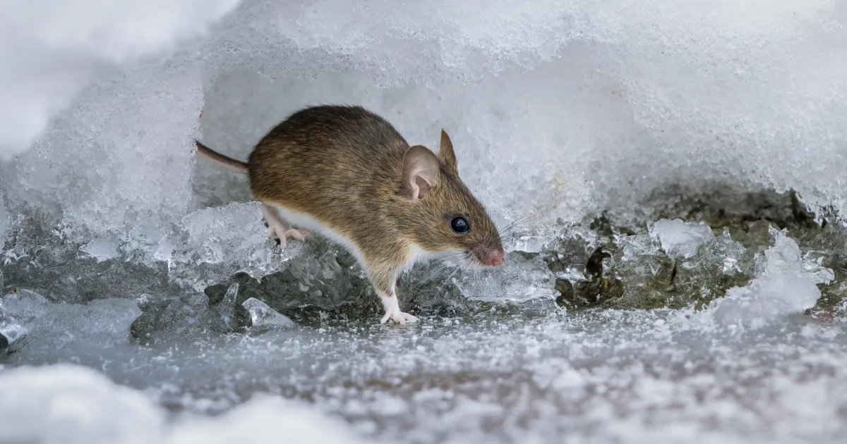 VIDEO ⟩ Pisikesed parameedikud: hiired elustavad oma teadvuseta kaaslast