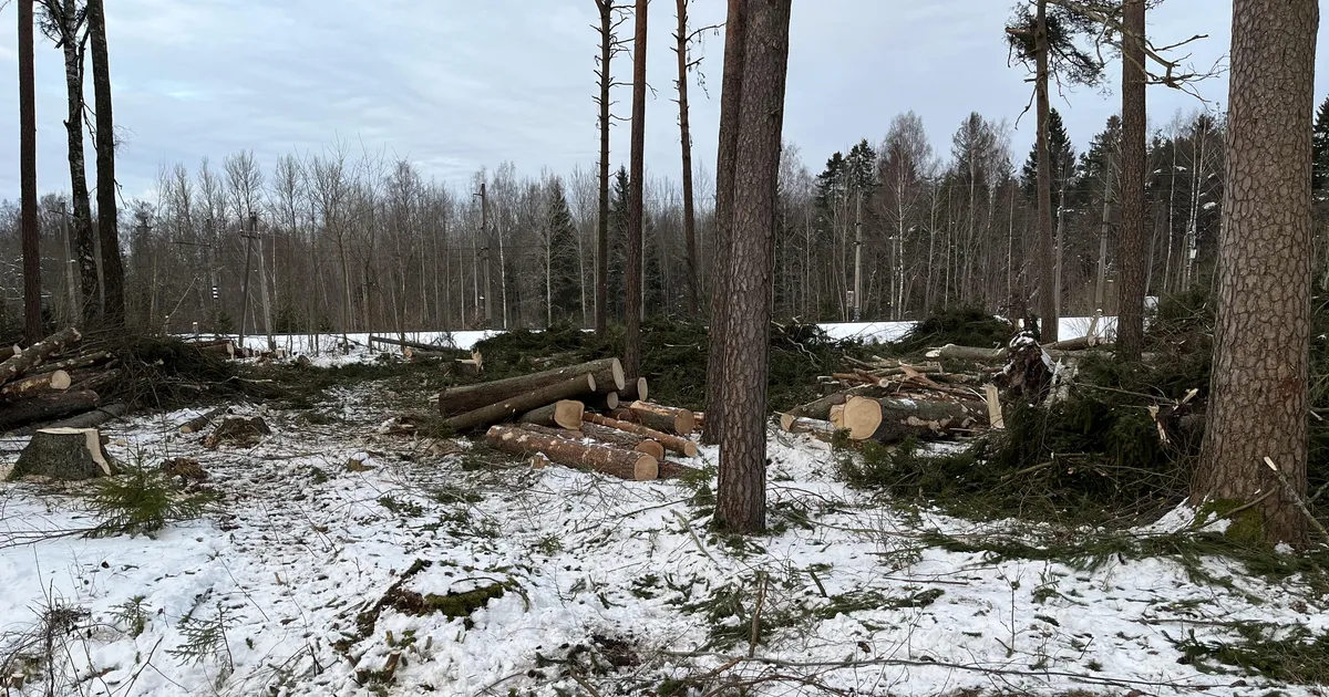 KOHALIKUD RÄÄGIVAD ⟩ Kehra kogukond tunneb, et sai petta: «nii igaks juhuks» raiuski RMK kõik kuused lihtsalt maha