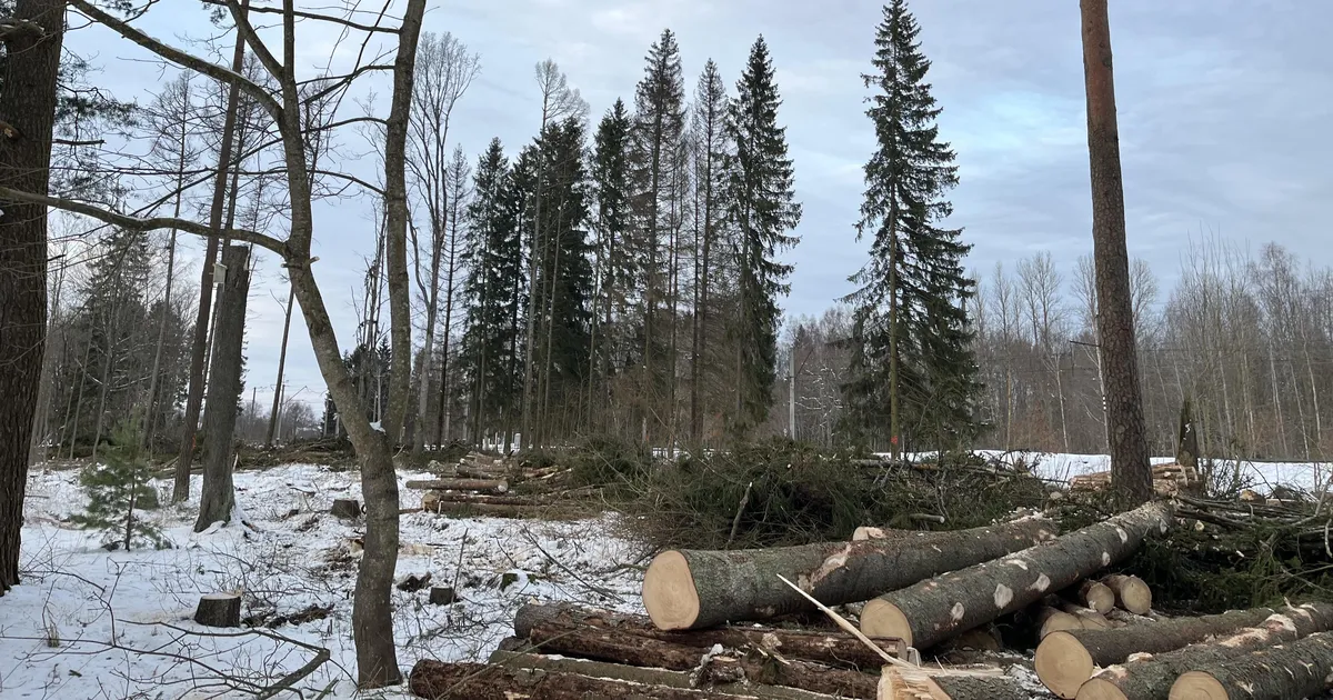 VASTULAUSE ⟩ RMK: Kehras raiuti ohtlikke puid kohalike elanike kutsel ja soovil