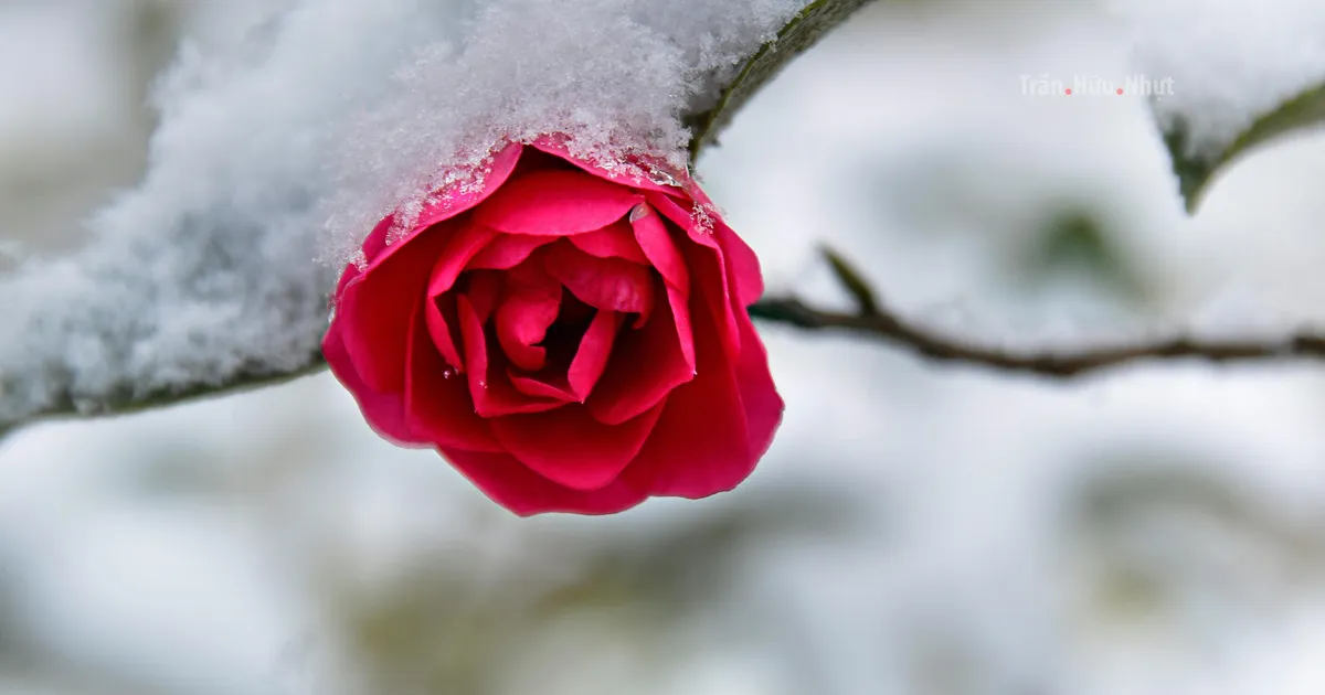 VEENUSE RETROGRAAD ⟩ Ees on väga eriline aeg, mis annab suhetele ja väärtustele uue südamelöögi