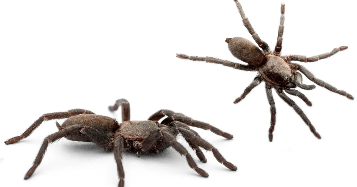 Tarantel hammustas Euroopas reisilennuki pilooti