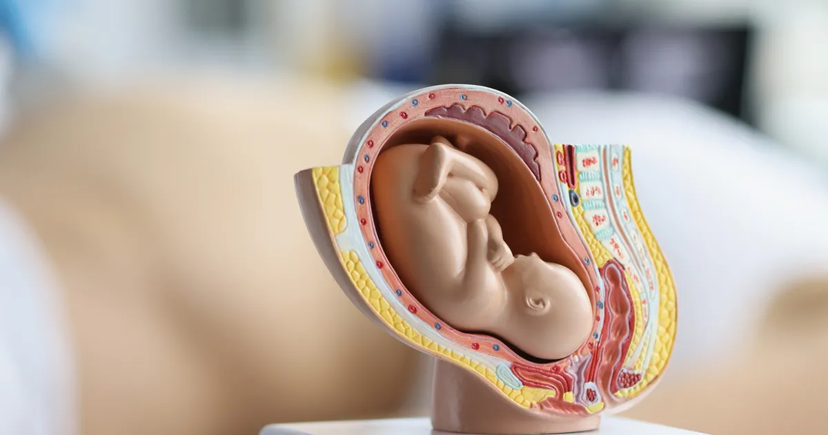 Eesti ja Belgia teadlaste koostöö laiendas loote tervise uuringute võimalusi