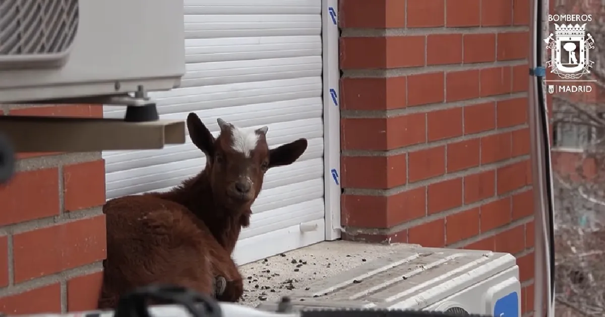 KUIDAS TA SINNA SAI? ⟩ Viienda korruse aknal kükitanud elukas pani päästjad kukalt kratsima