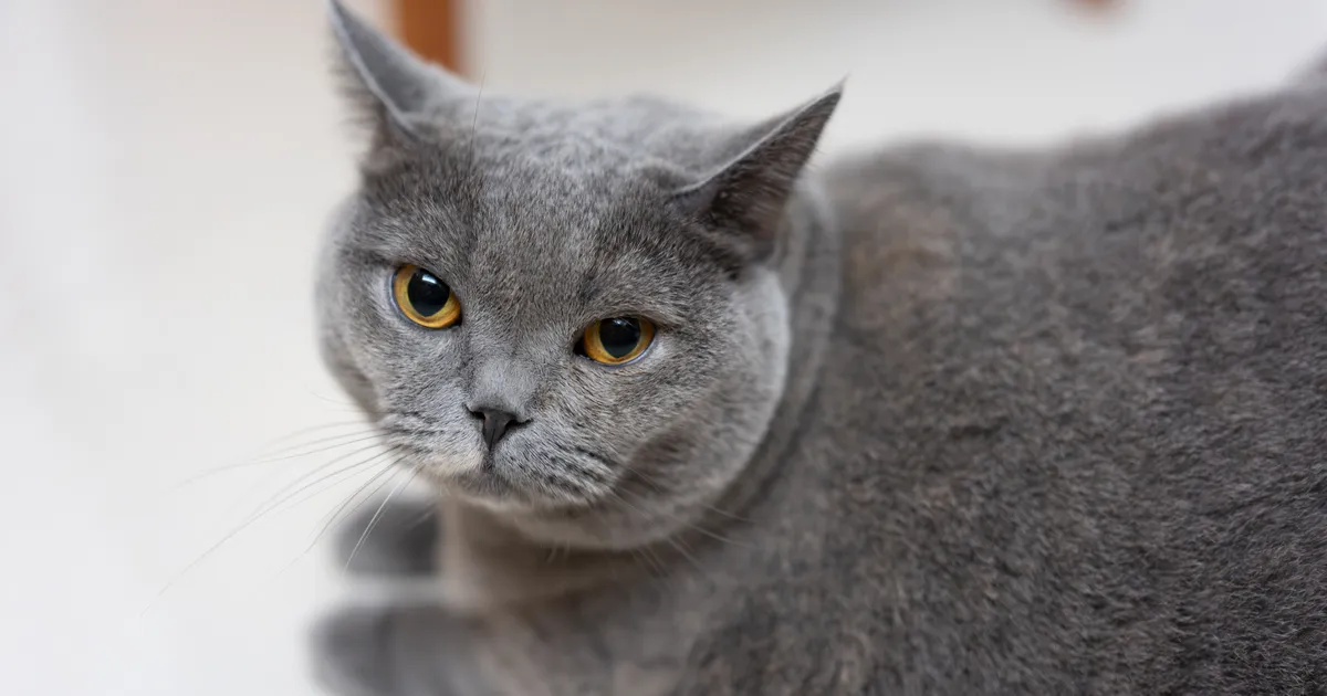 Loomaarst vastab: miks kass oma kõhualuse karvadest paljaks lakub?