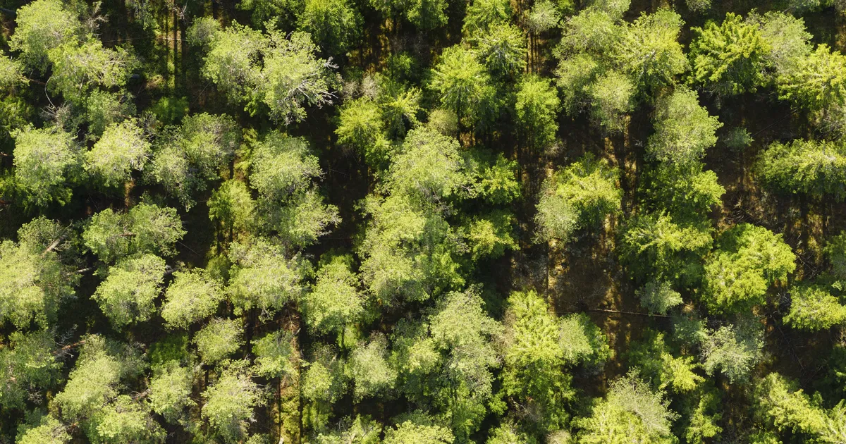 Google ihub hammast Eesti ja Läti metsadele
