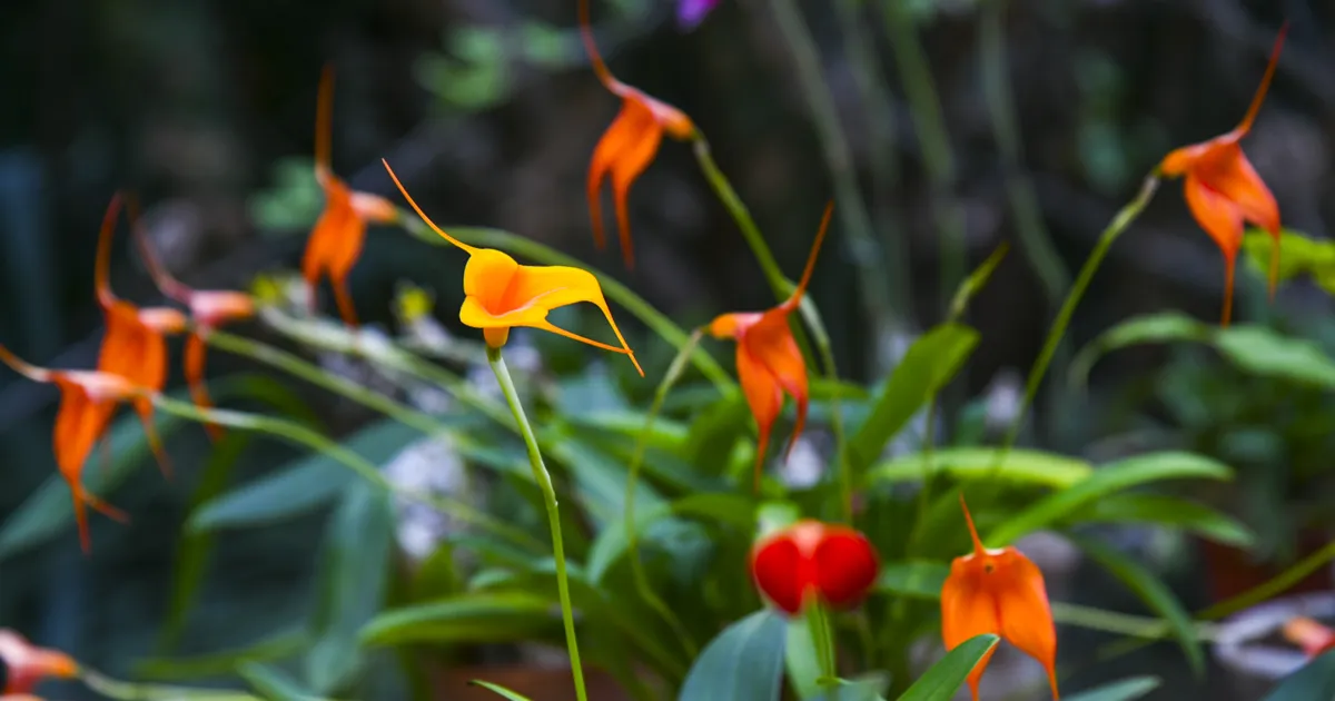 IMETLE VÕI OSTA KAASA ⟩ Tallinna botaanikaaia vallutavad põnevad orhideed!