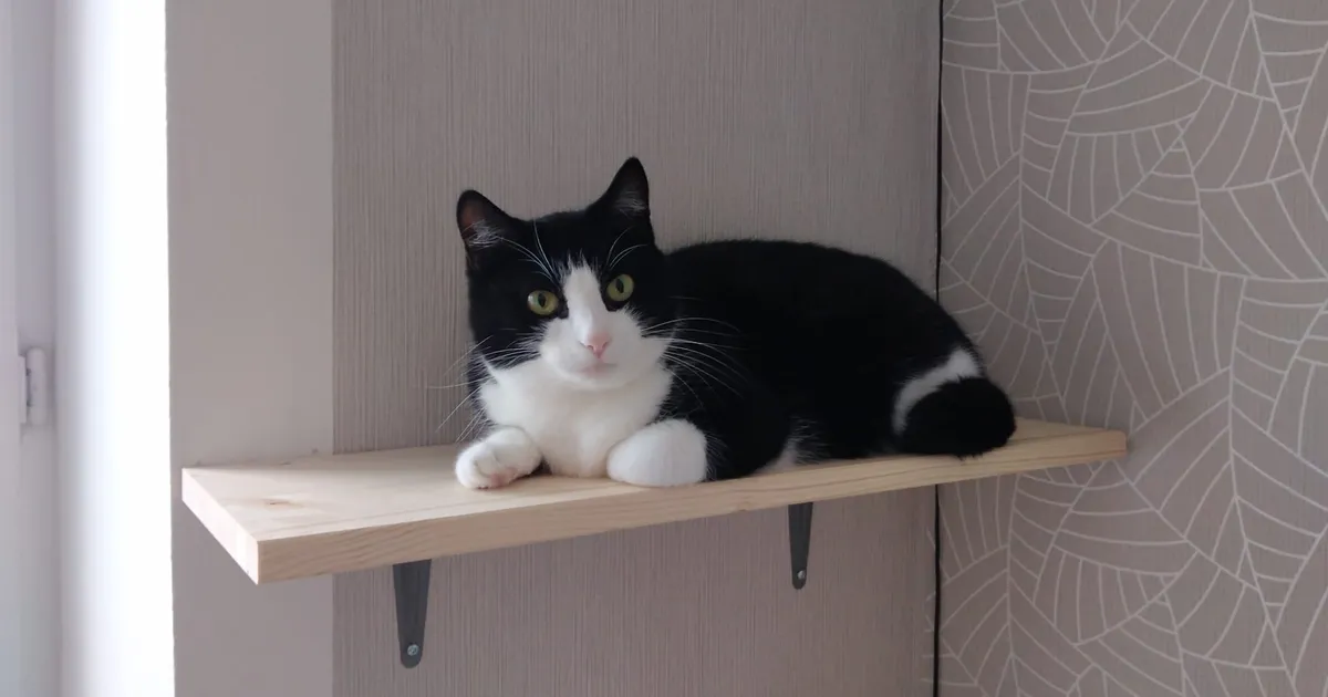 Aastaid märkamatuks jäänud varjupaiga kass võitis kiiresti uue peremehe südame: kõik loomad vajavad armastust