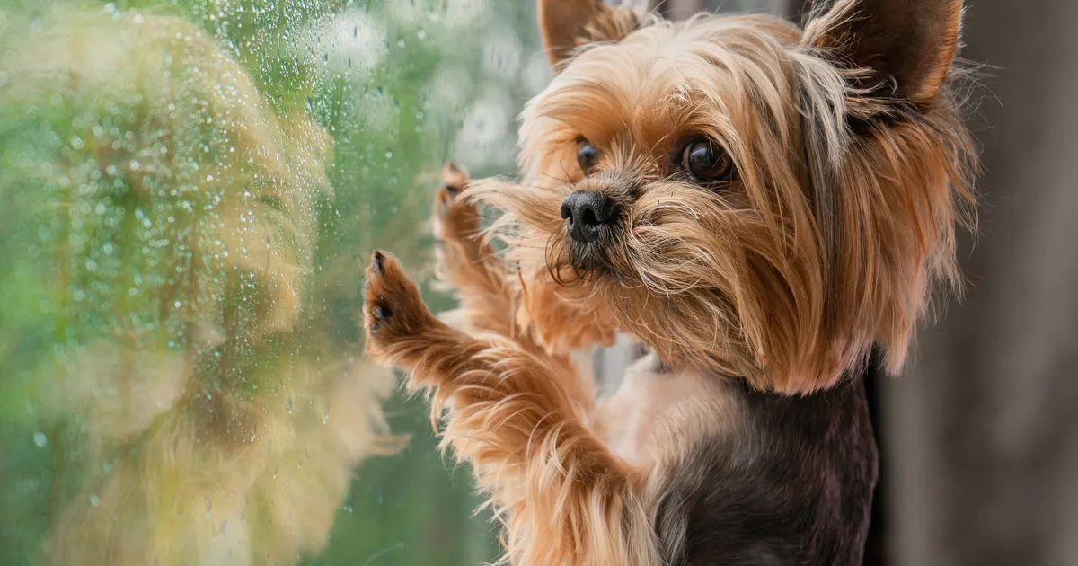 USKUMATU VIDEO ⟩ Naine püüdis kinni kortermaja aknast alla kukkuva koera