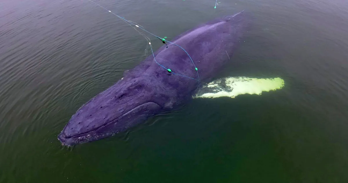 Fotod ⟩ Poola ranniku lähedal takerdus kalavõrku vaal