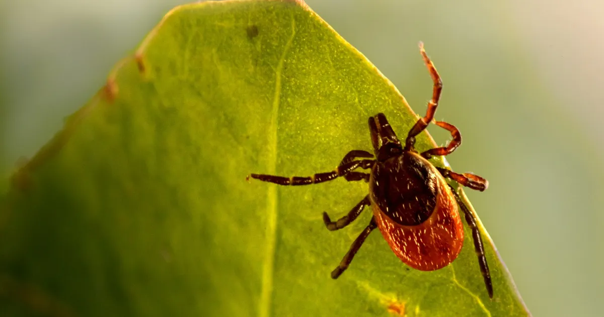 See putukas oleks hauda viinud nii doonori kui talt neeru saanud patsiendi