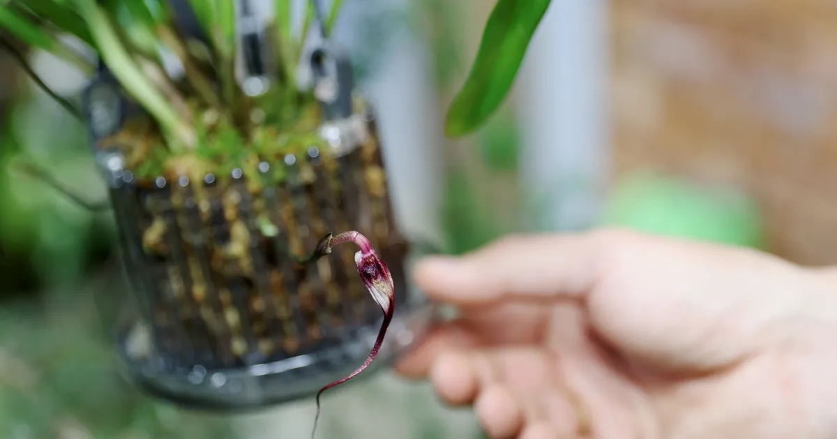 VAATA PILTE ⟩ Botaanikaaias õitsevad Lõuna-Ameerikast pärit orhideed