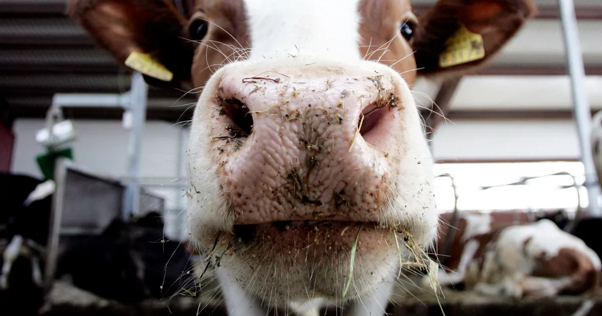 Teadlane lüpsilehmadest ⟩ Loom on nagu tippsportlane. Kui me ei loo neile vajalikke tingimusi, siis kogu potentsiaal jääb kasutamata