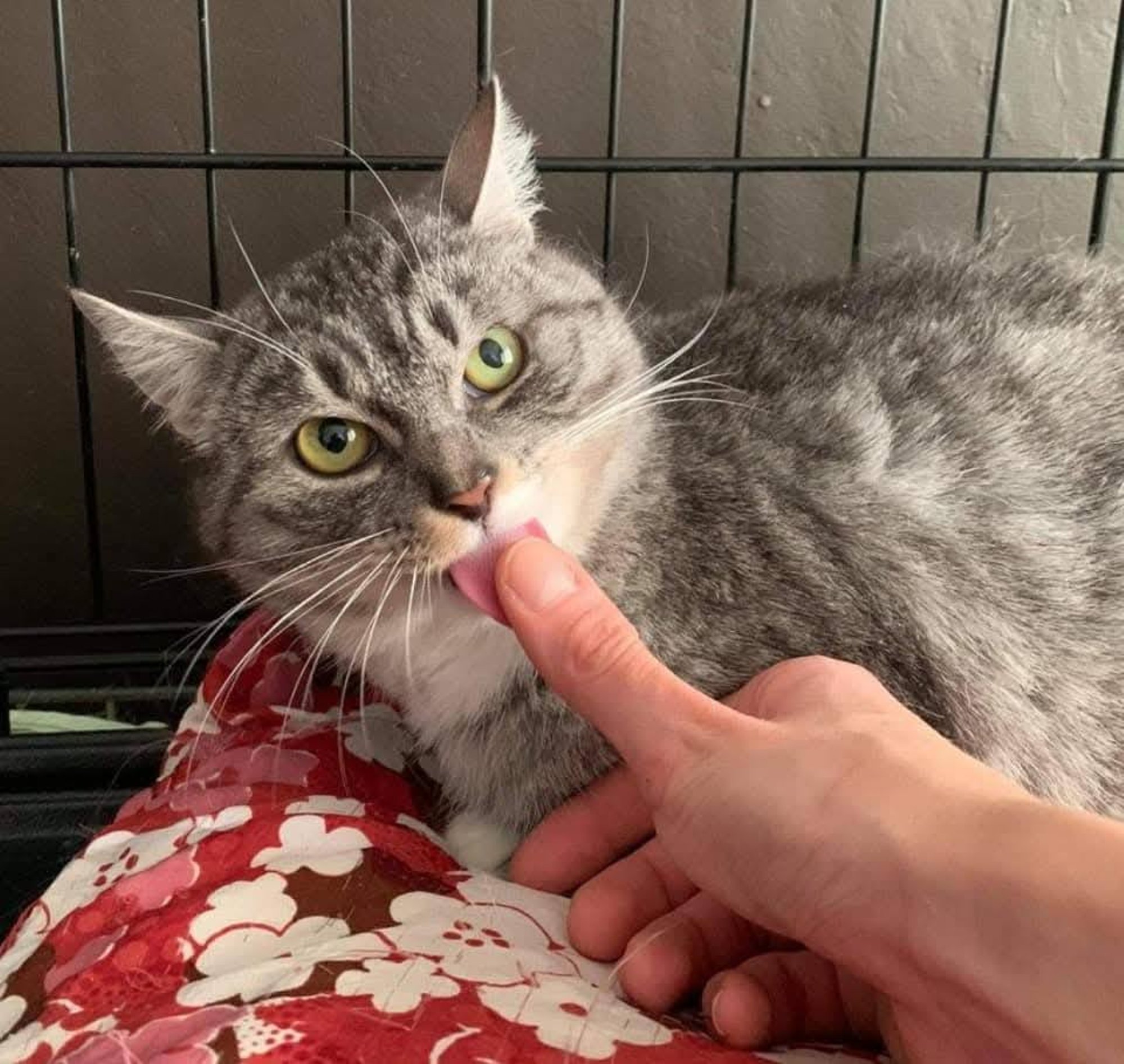 Nagu prügi: naine viskas üle ukse tagasi tulekahjus kodu kaotanud ja korduvalt väntsutatud kassi